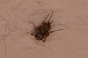 Steatoda_grossa_D3201_Z_80_Valle Gran Rey_Spanje